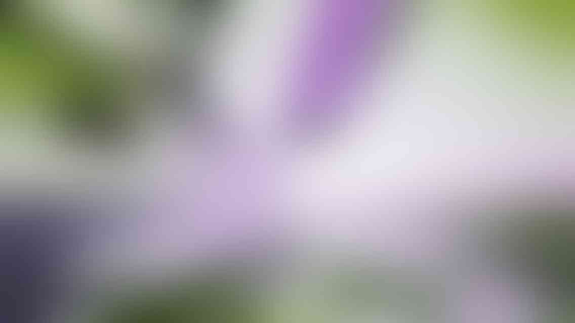 Integer mollis dictum orci